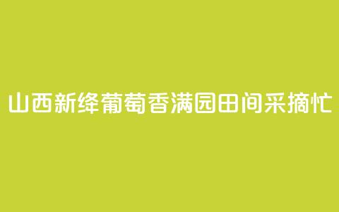 山西新绛:葡萄香满园 田间采摘忙  第1张 山西新绛:葡萄香满园 田间采摘忙  第1张