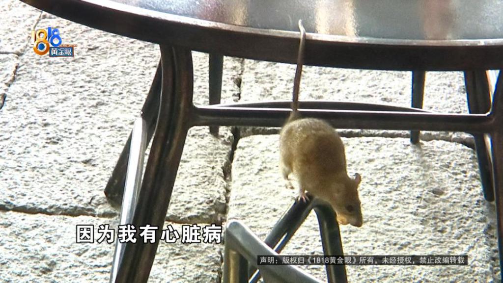 吃完饭一出包厢被大老鼠吓坏了，当事人：退一赔十  第2张