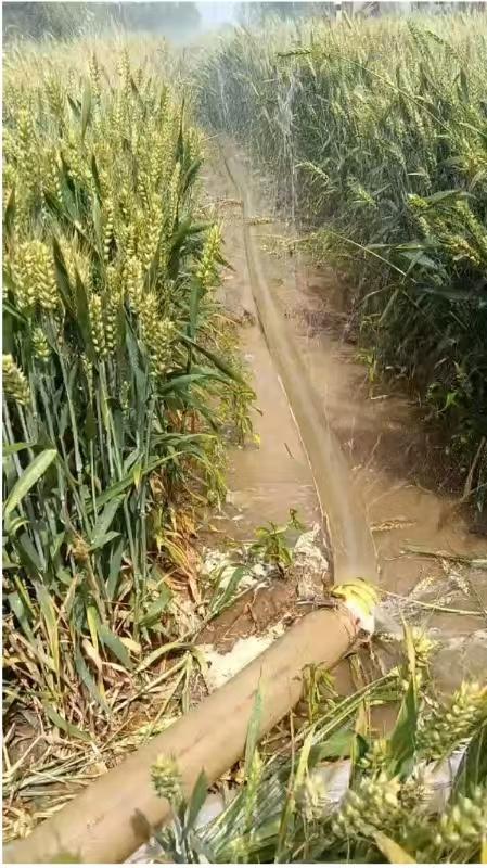 河南干旱部分农户提前割麦，农业部门：将救灾资金用于灌溉打井  第2张