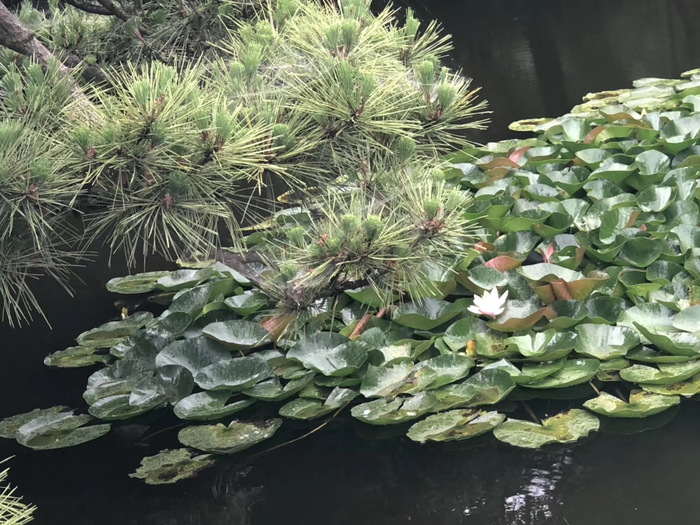 花开之处	，便是故地  第10张