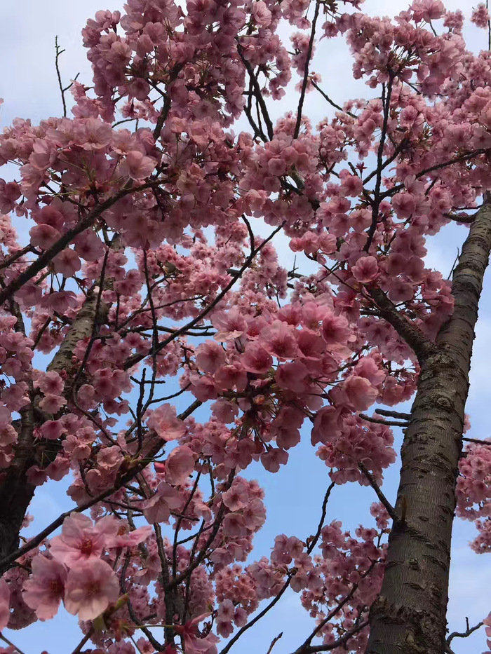 花开之处，便是故地  第14张