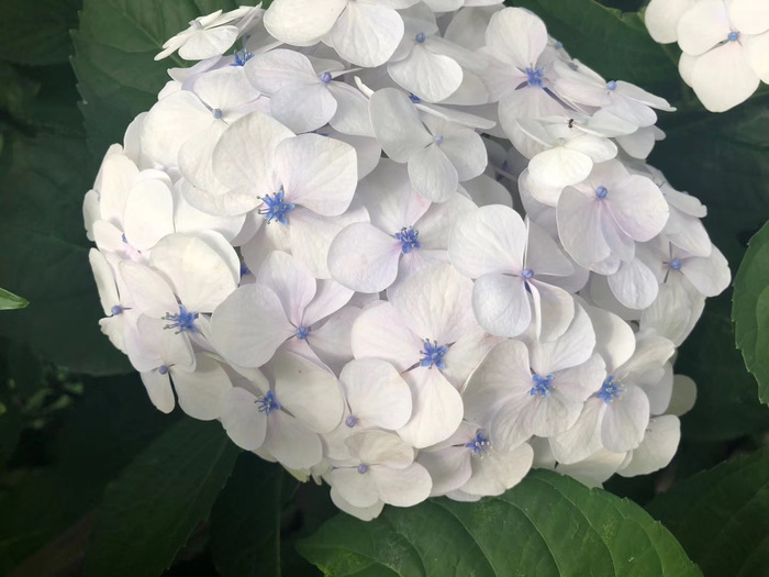 花开之处	，便是故地  第29张