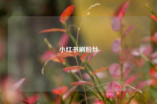 小红书刷粉丝  第1张 小红书刷粉丝  第1张
